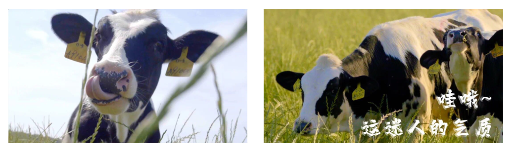 花花牛丨每天一杯奶，幸福健康喝出來?。?！