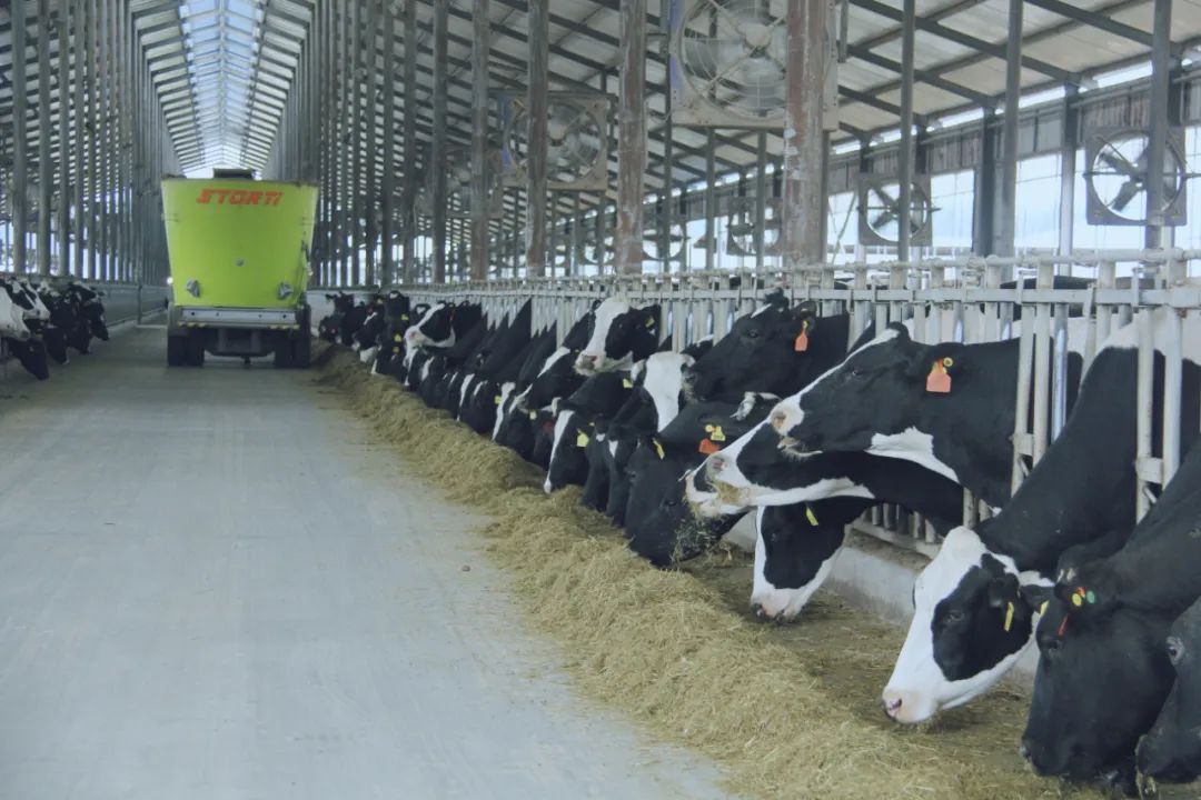 花花牛丨國家奶牛產(chǎn)業(yè)技術(shù)體系首席科學(xué)家、中國農(nóng)業(yè)大學(xué)教授李勝利一行蒞臨花花牛魯山瑞亞參觀調(diào)研