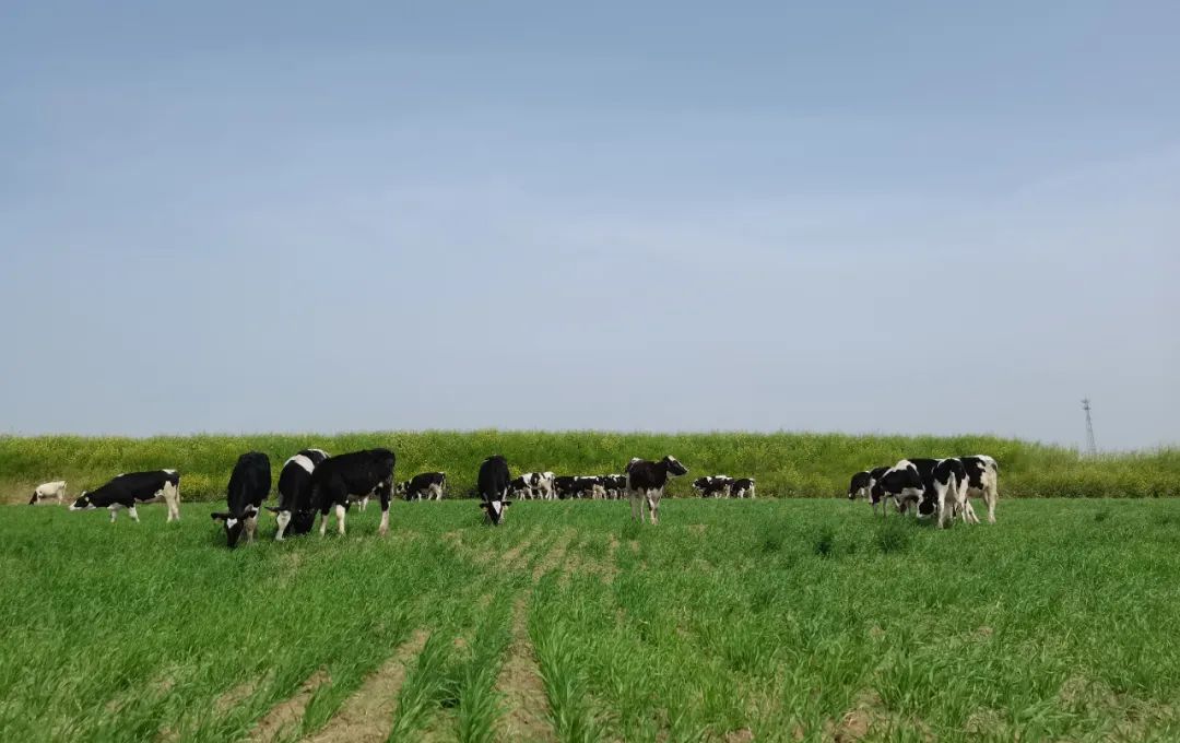 繼往開來 · 再創(chuàng)輝煌 | 花花牛乳業(yè)集團(tuán)召開9月營銷、養(yǎng)殖及飼料月度經(jīng)營工作會議