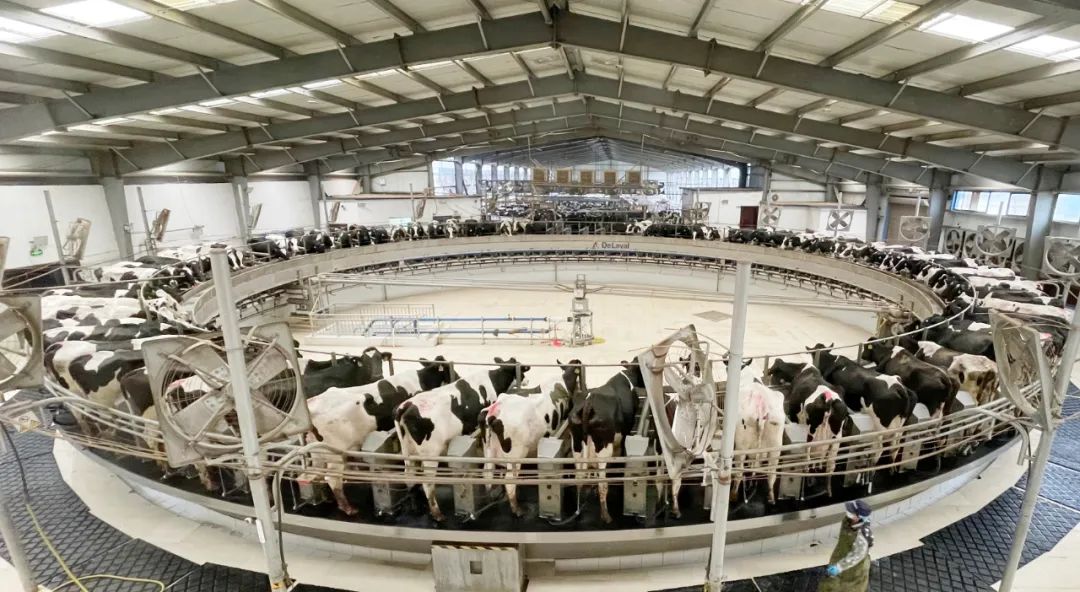 凝心聚力·贏創(chuàng)未來(lái) | 花花牛乳業(yè)集團(tuán)召開(kāi)營(yíng)銷(xiāo)、養(yǎng)殖及飼料經(jīng)營(yíng)工作會(huì)議