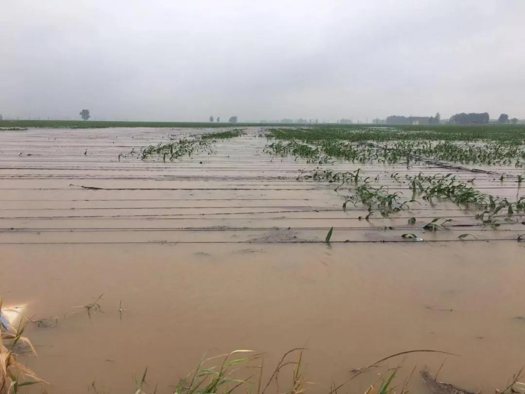 【乳報(bào)·聚焦】“豫”難而上的中原牛人“太中了”！