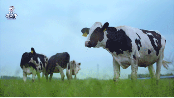 河南省高級(jí)人民法院院長(zhǎng)胡道才一行蒞臨花花牛乳業(yè)集團(tuán)開(kāi)展“萬(wàn)人助萬(wàn)企”活動(dòng) 助力企業(yè)發(fā)展 河南省高級(jí)人民法院院長(zhǎng)胡道才一行蒞臨花花牛乳業(yè)集團(tuán)開(kāi)展“萬(wàn)人助萬(wàn)企”活動(dòng) 助力企業(yè)發(fā)展