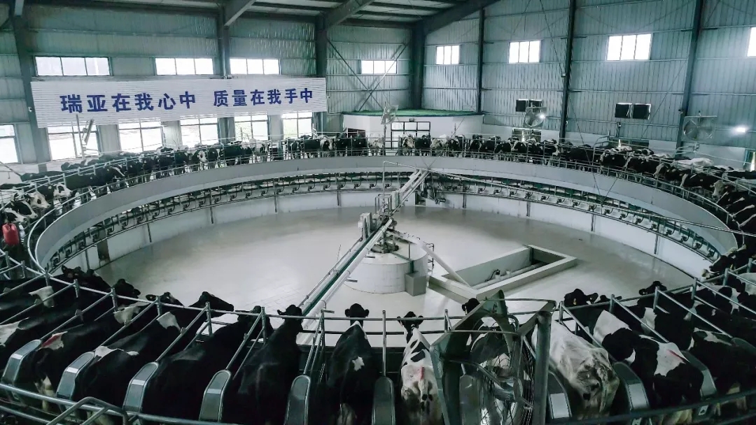 省委書記王國生到河南花花牛乳業(yè)集團(tuán)·新蔡瑞亞牧業(yè)有限公司調(diào)研 省委書記王國生到河南花花牛乳業(yè)集團(tuán)·新蔡瑞亞牧業(yè)有限公司調(diào)研