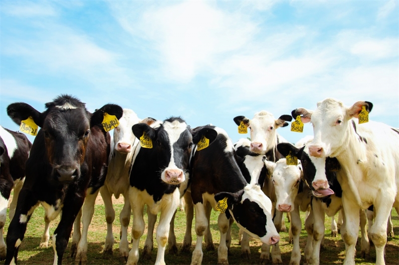 養(yǎng)殖事業(yè)部?jī)蓚€(gè)牧場(chǎng)獲農(nóng)業(yè)部標(biāo)準(zhǔn)化示范場(chǎng)稱(chēng)號(hào)